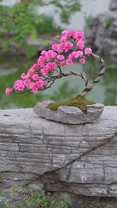 Bonsai beauty ❤️