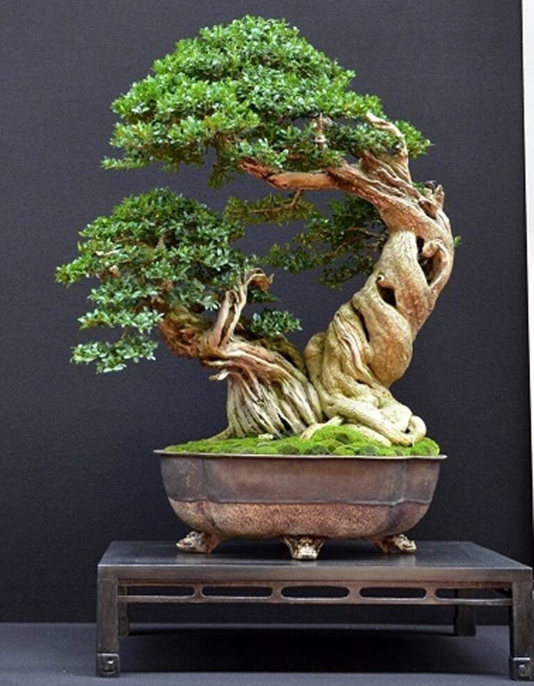 My bonsai dream ❤️