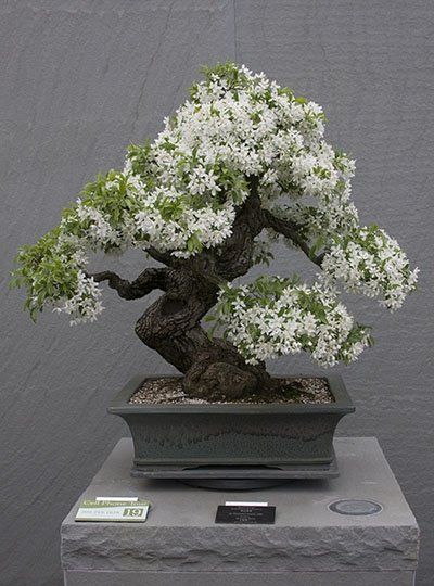 Tree of peace ❤️