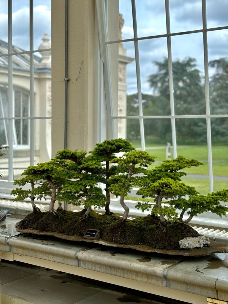 Bonsai beauty ❤️