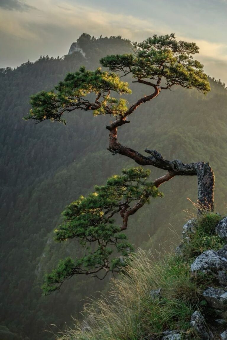 My bonsai dream ❤️