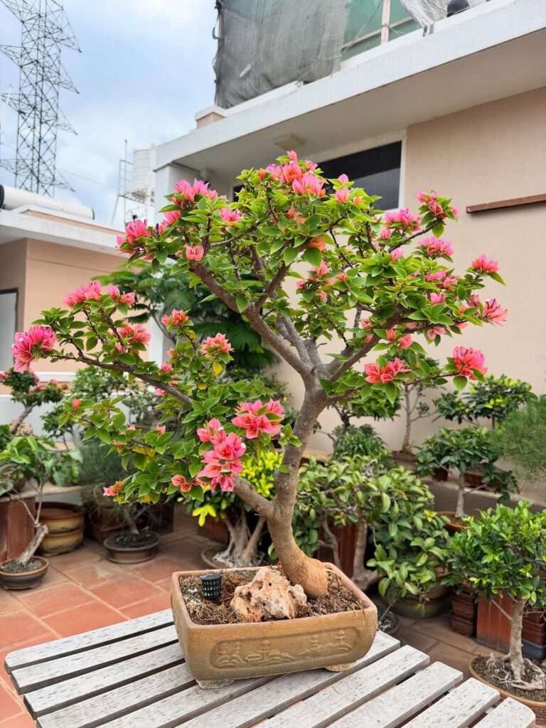 Bonsai bliss ❤️