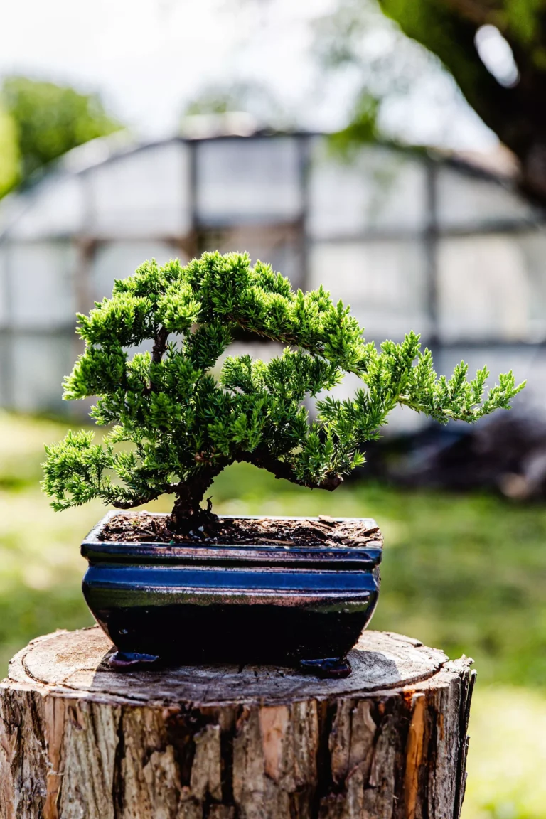 Bonsai bliss ❤️