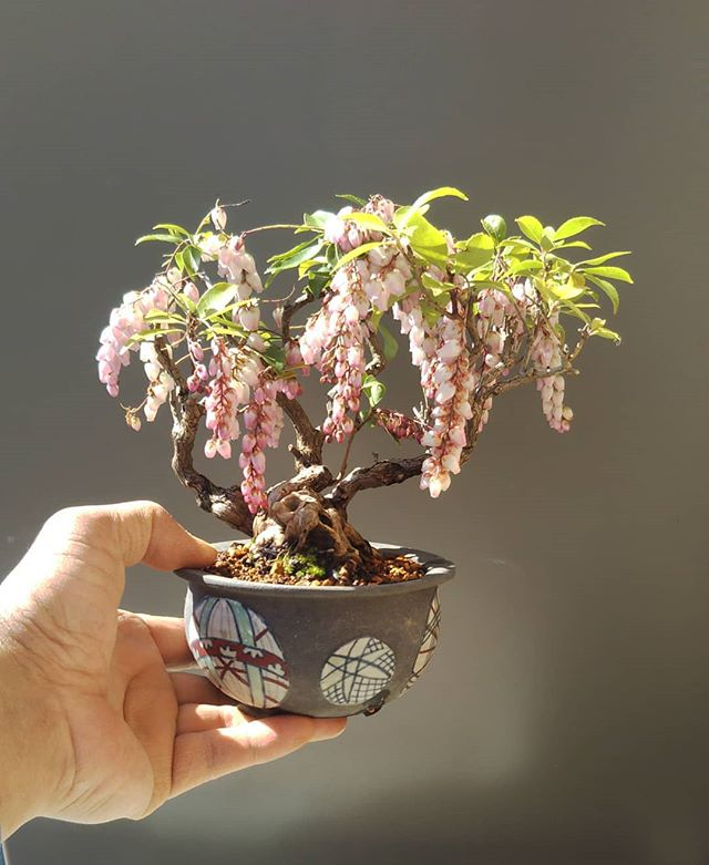 Bonsai beauty ❤️