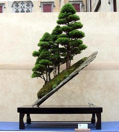 This is pure Zen ❤️
