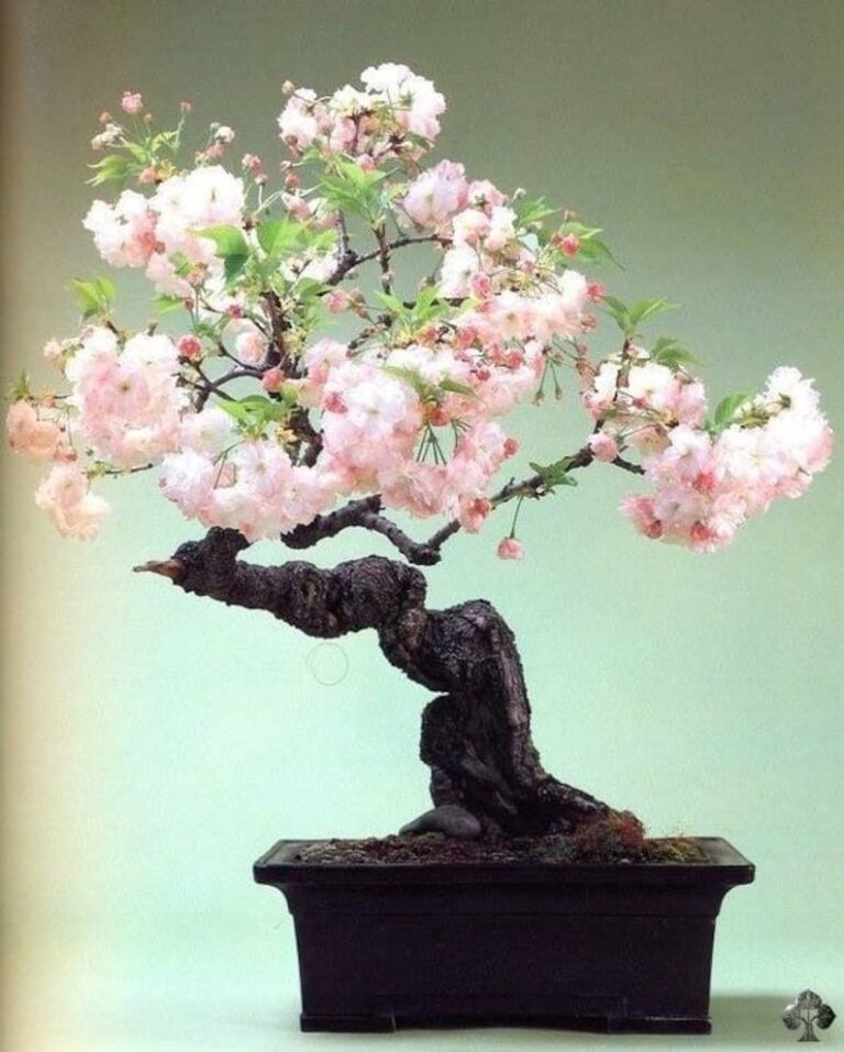 Mini tree, big beauty ❤️