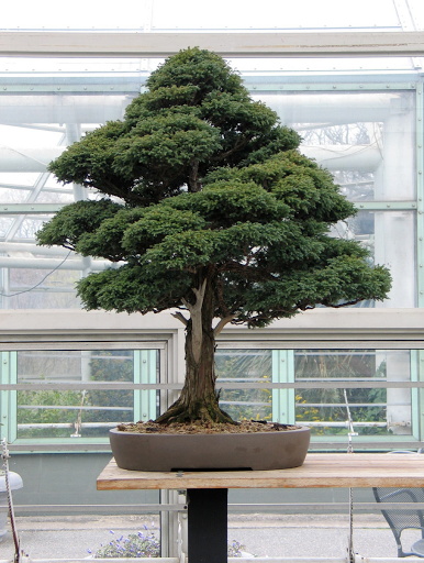 My bonsai dream ❤️
