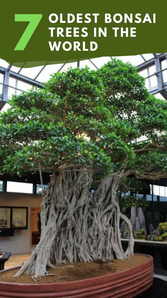 Bonsai bliss ❤️