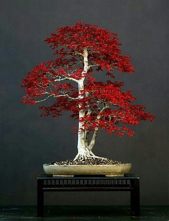 Bonsai bliss ❤️