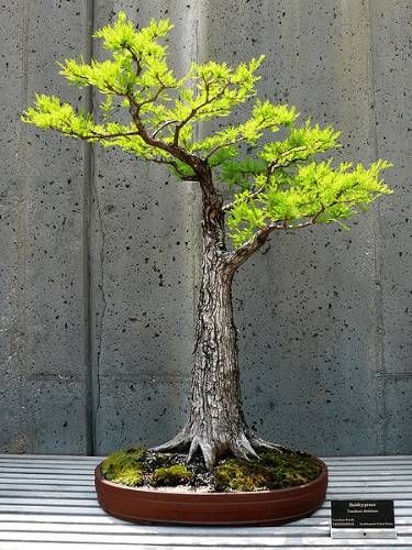 Bonsai bliss ❤️