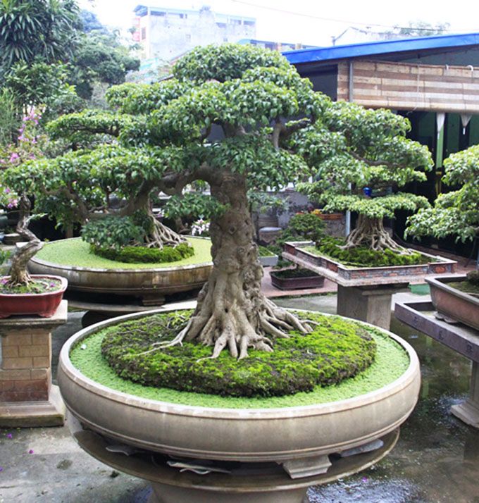 Mini tree, big beauty ❤️