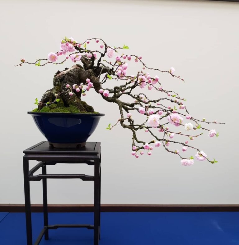 My bonsai dream ❤️
