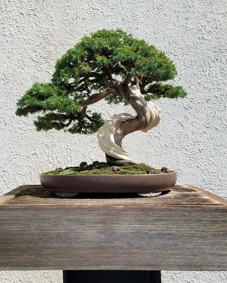 Perfect little tree ❤️