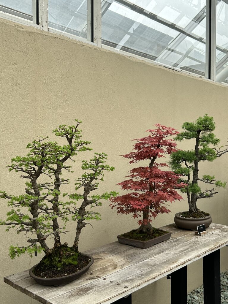 Bonsai bliss ❤️