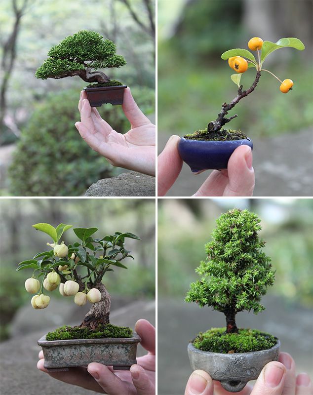 Love this tiny tree ❤️