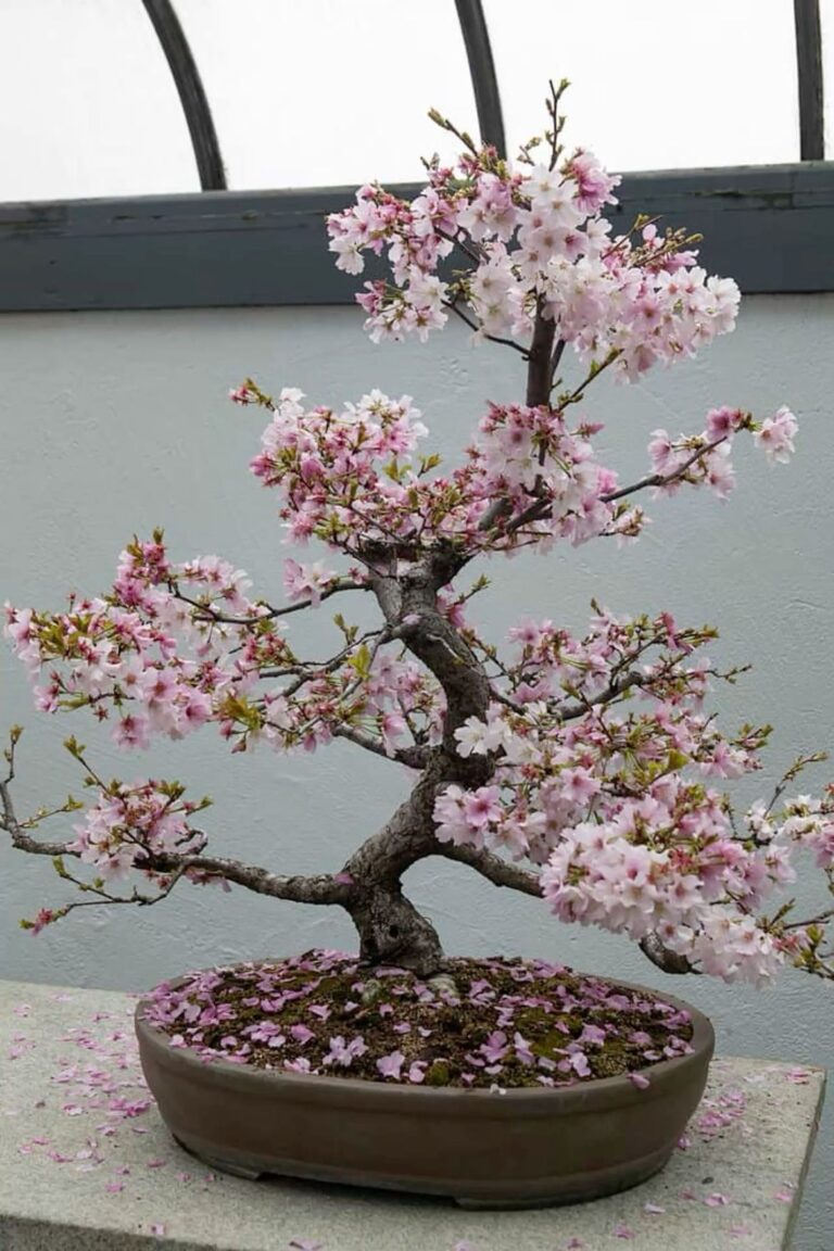 Bonsai bliss ❤️
