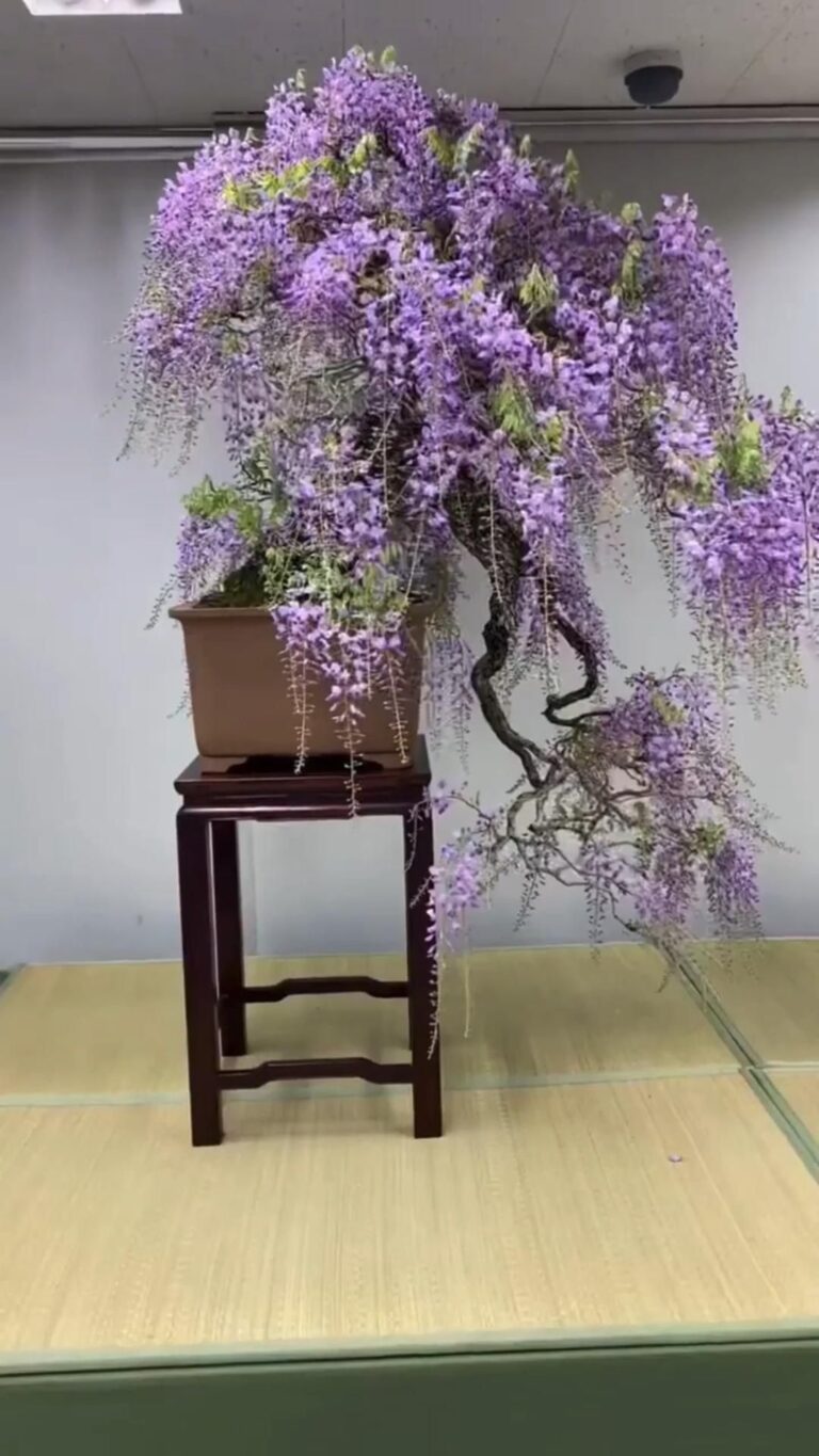 Perfect little tree ❤️