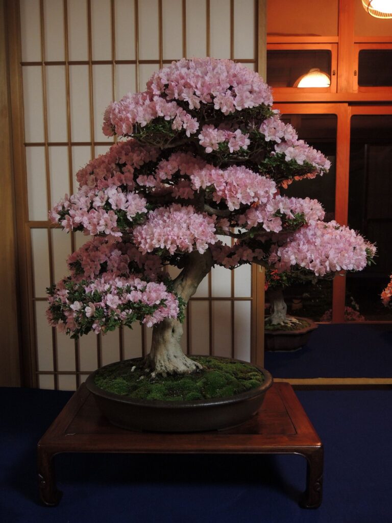 Bonsai bliss ❤️