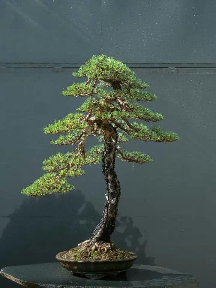 Tree of peace ❤️